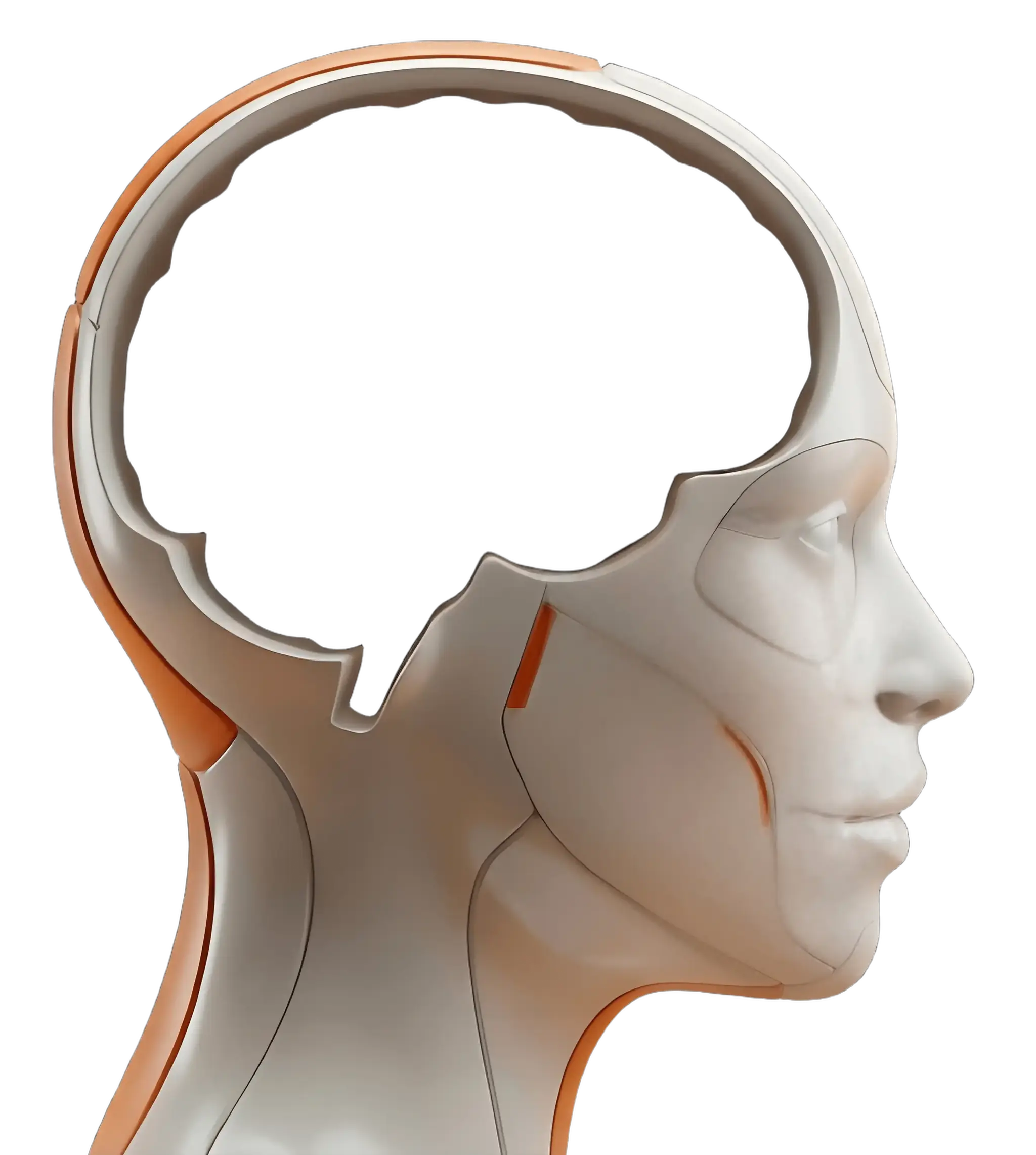 Human Head Structure